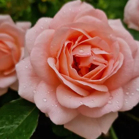 Al Centro Di Lecce Appartamento Le Due Rose-Con Patio Privato Exterior foto